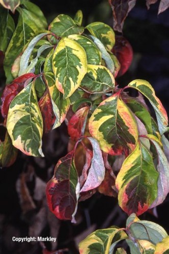 Cornus florida 'Rainbow'