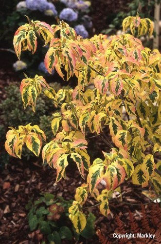 Cornus florida 'Sunset'