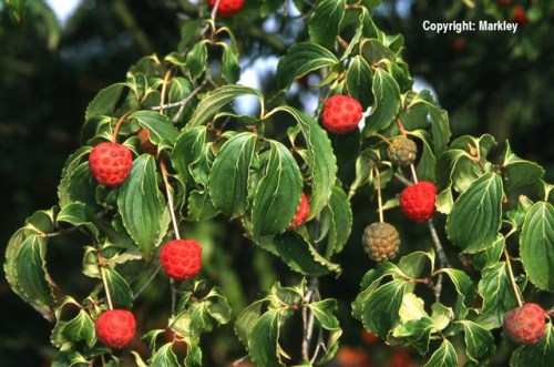Cornus kousa