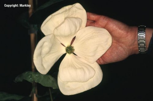 Cornus kousa 'Venus'