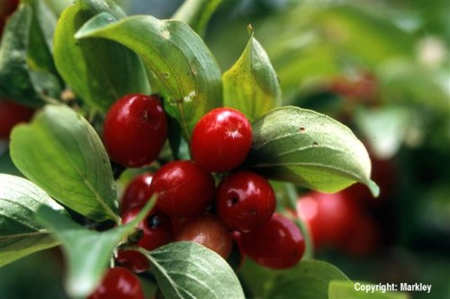 Cornus mas