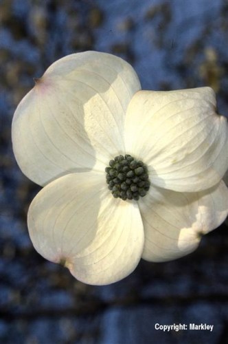 Cornus nuttallii