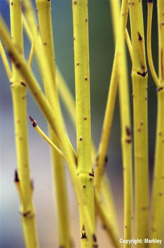 Cornus stolonifera 'Flaviramea'