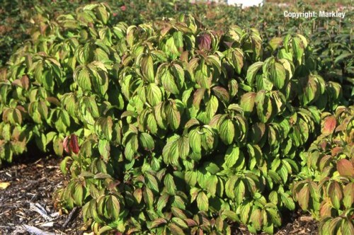 Cornus stolonifera 'Kelseyi'