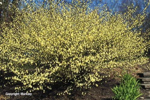 Corylopsis pauciflora