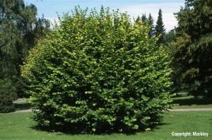 Corylus avellana