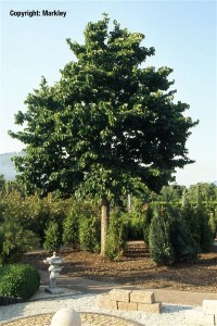 Corylus colurna