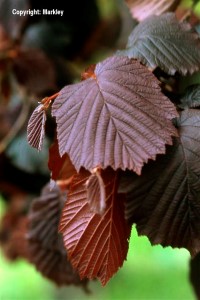 Corylus maxima 'Purpurea'