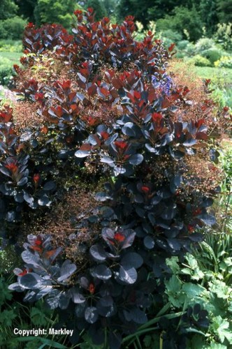 Cotinus coggygria