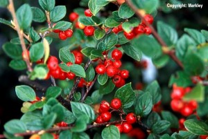 Cotoneaster dielsianus