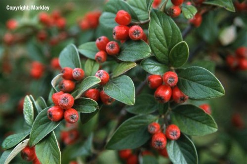 Cotoneaster franchetii