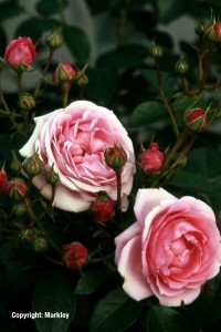 Rosa 'Crescendo' -R-