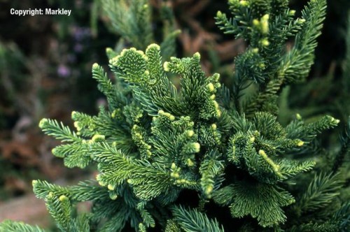 Cryptomeria japonica 'Cristata'
