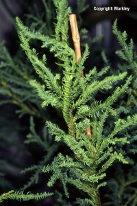 Cryptomeria japonica 'Rasen'