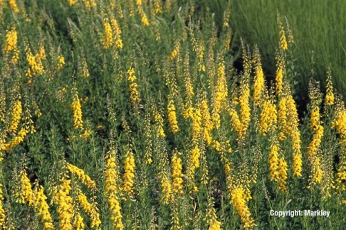 Cytisus nigricans 'Cyni'