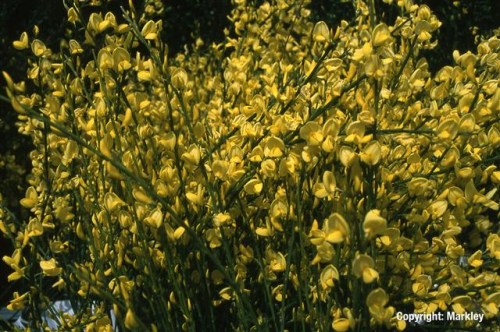 Cytisus praecox 'Allgold'