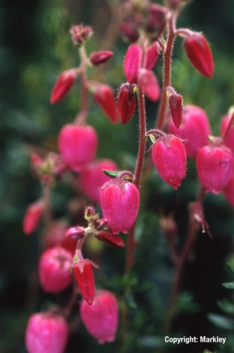 Daboecia cantabrica 'Arielle'