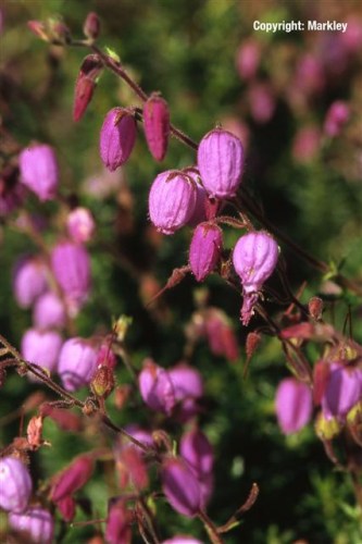 Daboecia cantabrica 'Globosa Pink'