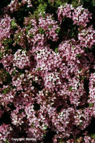 Daphne cneorum