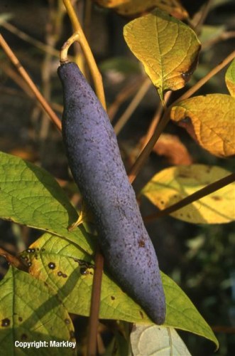 Decaisnea fargesii
