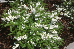 Deutzia gracilis