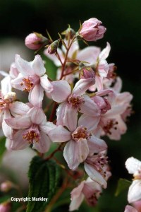 Deutzia hybrida 'Mont Rose'