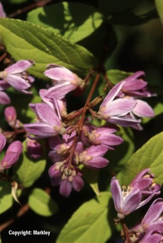 Deutzia rosea