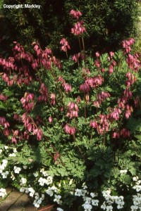 Dicentra formosa