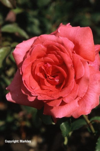 Rosa 'Duftwolke' -R-