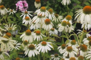 Echinacea purpurea 'Alba'