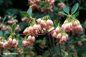 Enkianthus campanulatus