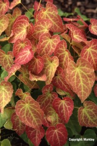 Epimedium perralchicum 'Frohnleiten'