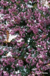Erica carnea