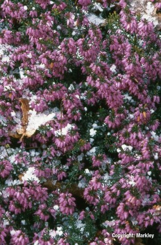 Erica carnea