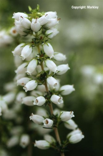 Erica cinerea 'Alba Major'
