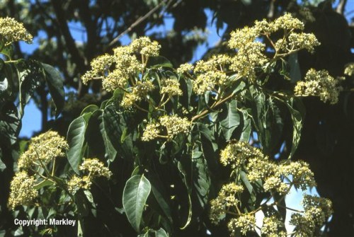 Euodia hupehensis