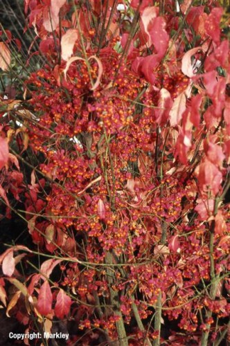 Euonymus europaeus