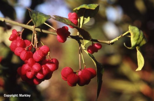 Euonymus europaeus 'Red Cascade'
