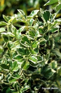 Euonymus fortunei 'Emerald Gaiety'