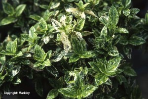 Euonymus fortunei 'Harlequin'