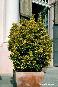 Euonymus japonicus 'Aureomarginatus'
