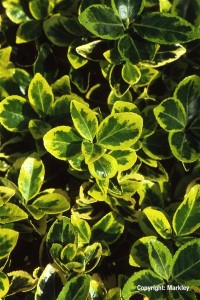 Euonymus japonicus 'Marieke' ('Ovatus Aureus')