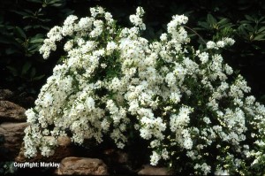 Exochorda 'The Bride'