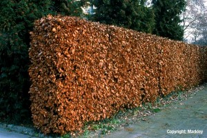 Fagus sylvatica