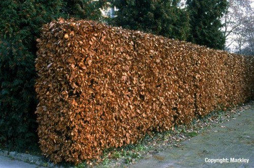 Fagus sylvatica