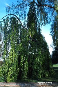 Fagus sylvatica 'Pendula'