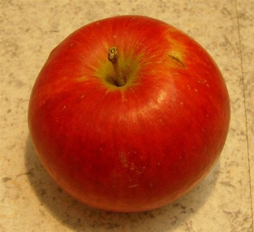 Malus 'Feldkahler Sämling'