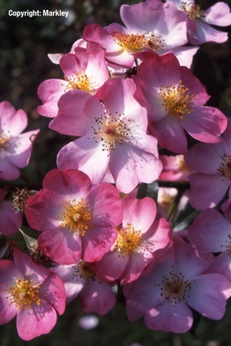Rosa 'Fleurette'