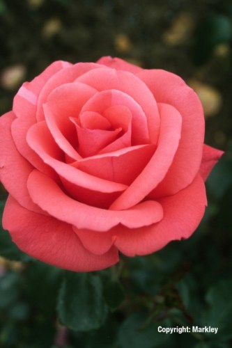 Rosa 'Focus' -R-
