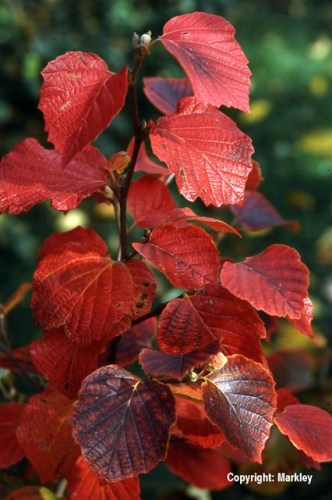 Fothergilla gardenii